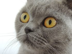 西藏事件,西藏事件是哪一年