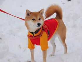 中华人民共和国突发事件应对法,中华人民共和国突发事件应对法最新