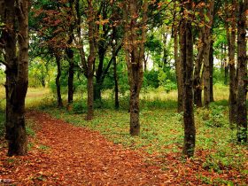 护理不良事件,护理不良事件原因分析及改进措施