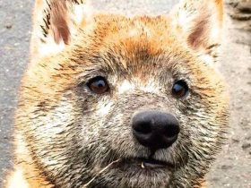 青山镍事件,青山镍事件始末