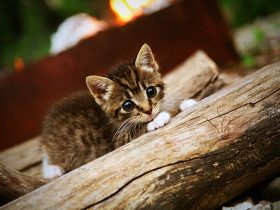 云霄飞车杀人事件,云霄飞车有出过事吗